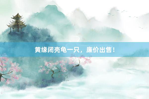 黄缘闭壳龟一只，廉价出售！